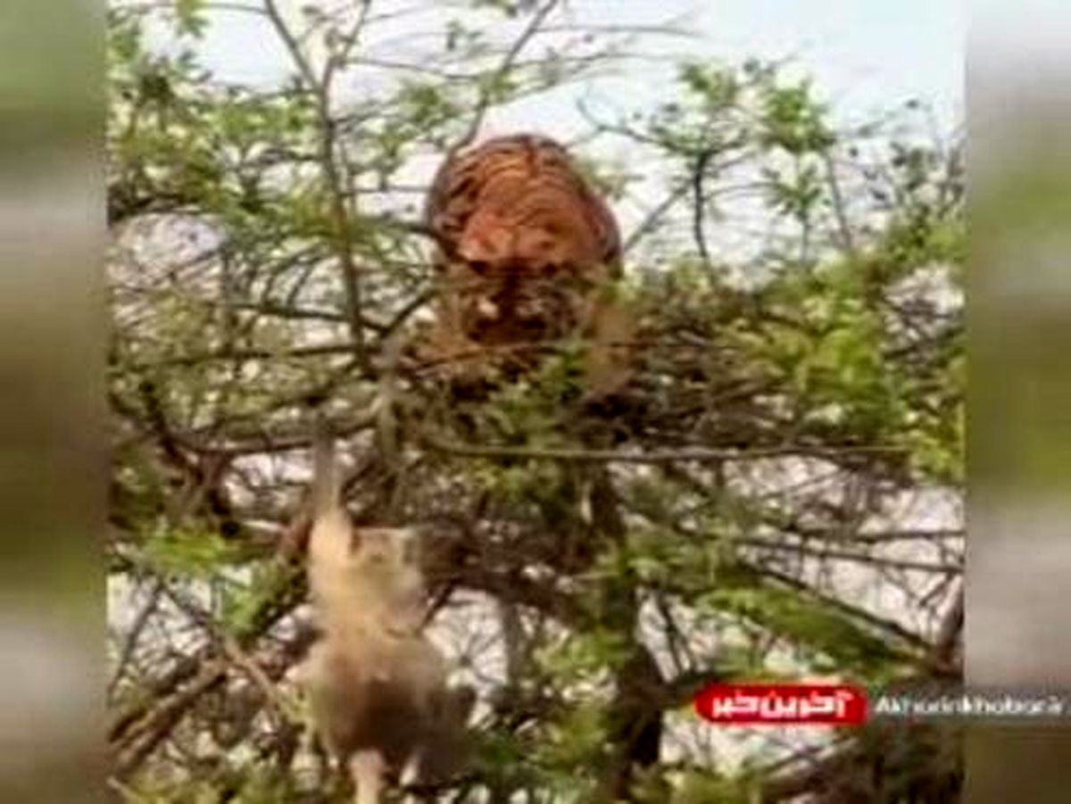 شکار میمون روی درخت توسط ببر! +فیلم