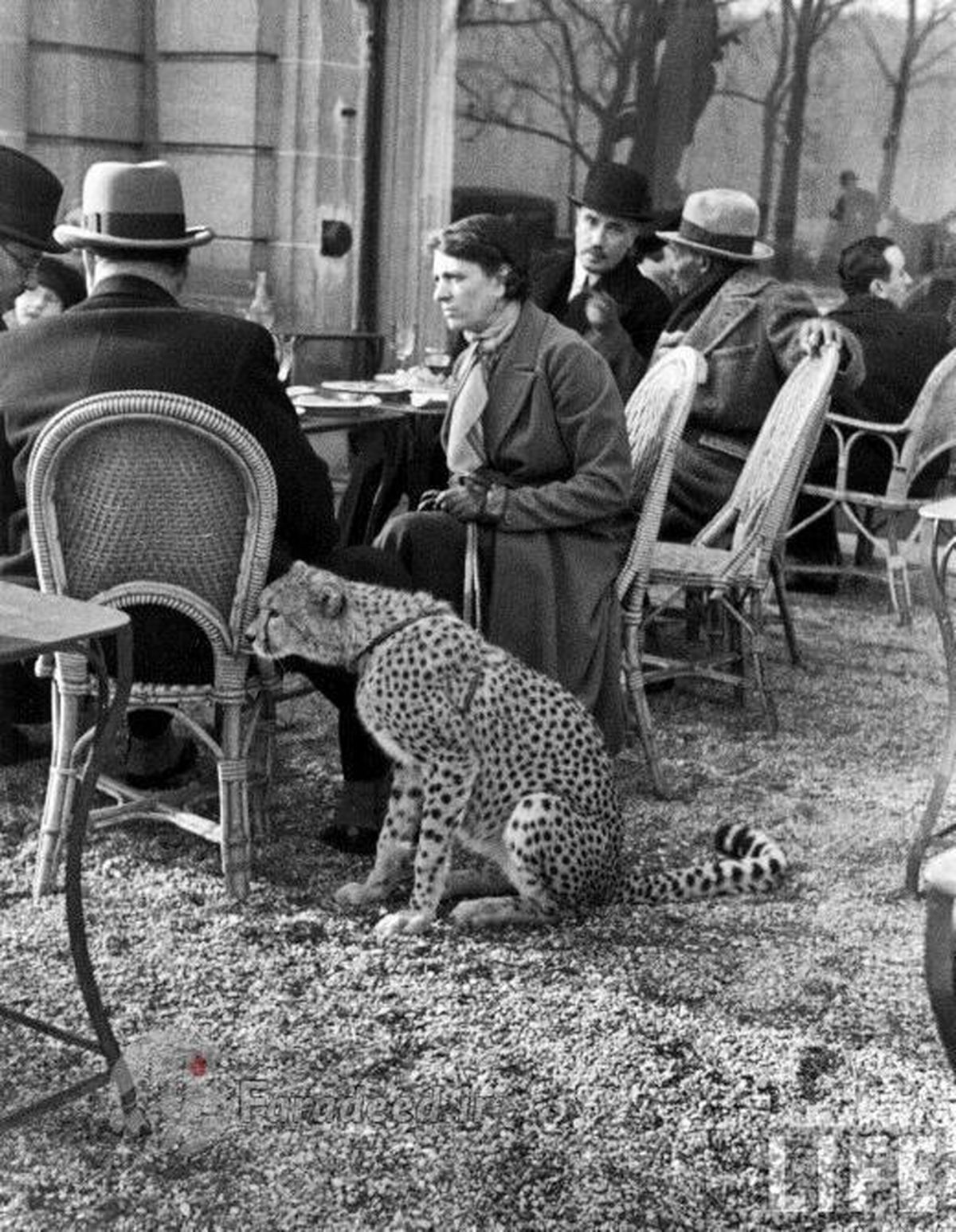 عکس: زن پاریسی و حیوان خانگی عجیبش!
