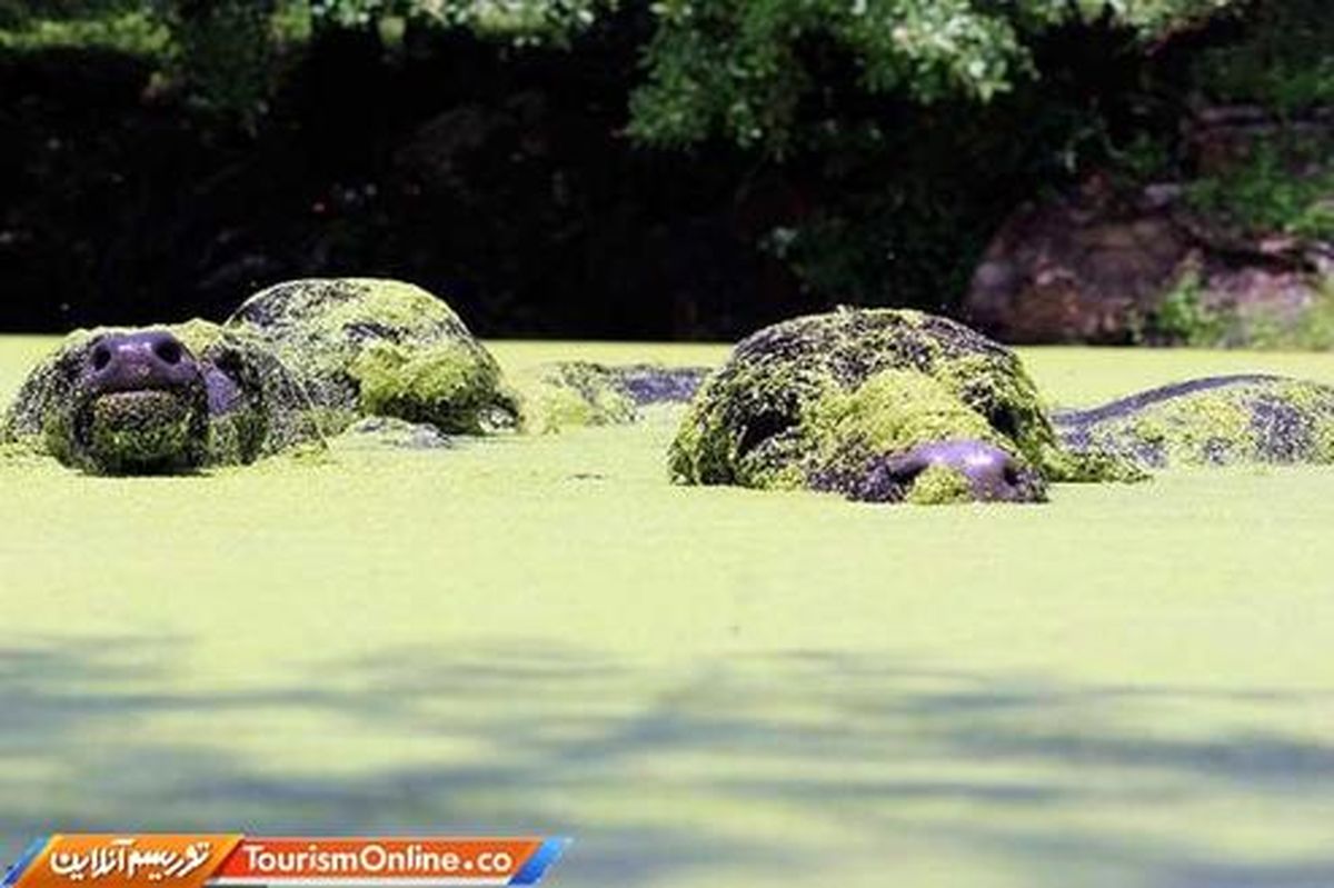 این بوفالو‌ها صخره‌های جلبکی نیستند! +عکس