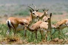 روزهای غم انگیز حیات وحش ایران در سال تنوع زیستی