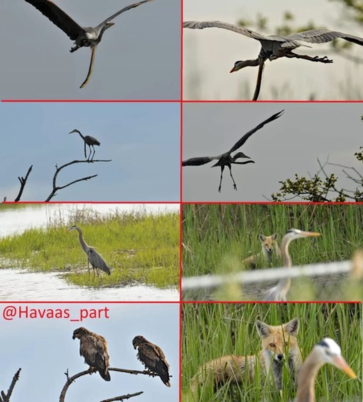 عکاس آماتور حیات وحش صحنه‌ عجیب رو شکار کرد +عکس