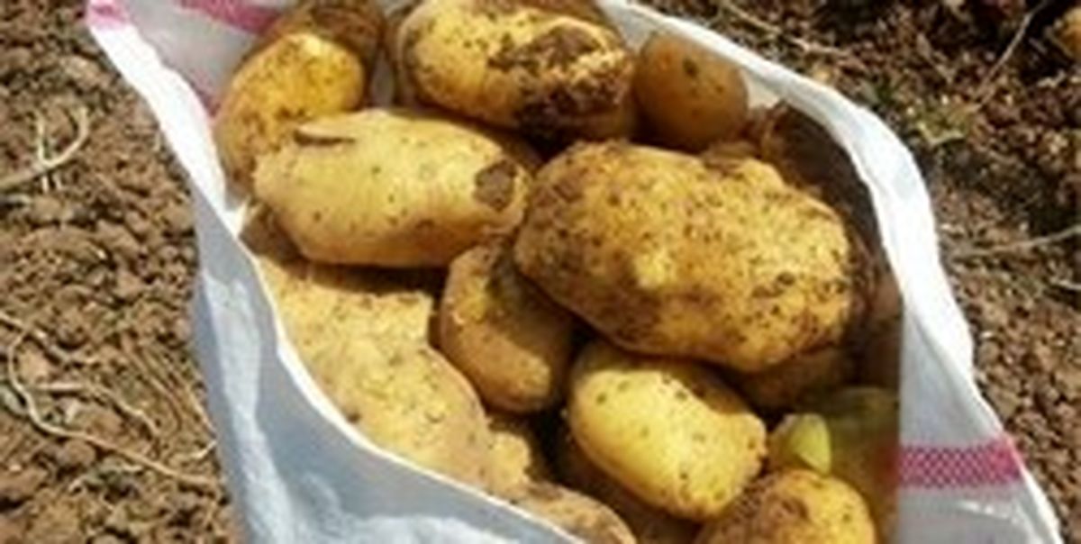 ماجرای فروش سیبزمینی با خاک چه بود؟