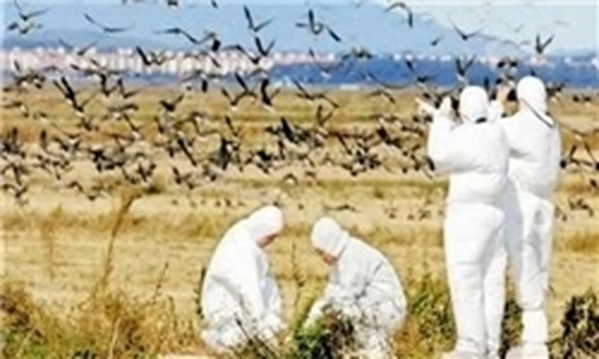 آمار تلفات آنفلوآنزا پرندگان