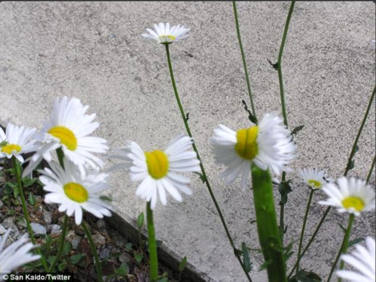 زیباترین گل های هسته ای! +تصاویر