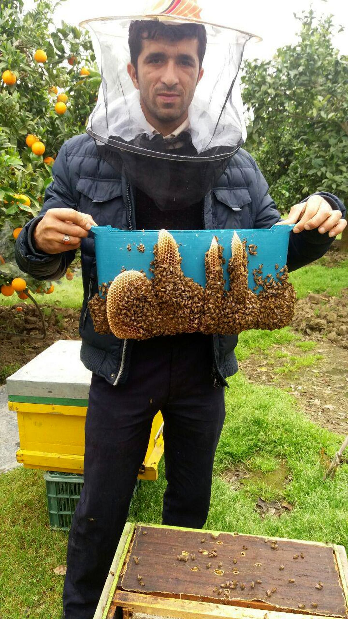 نام مبارک «الله» در زنبورستان +عکس