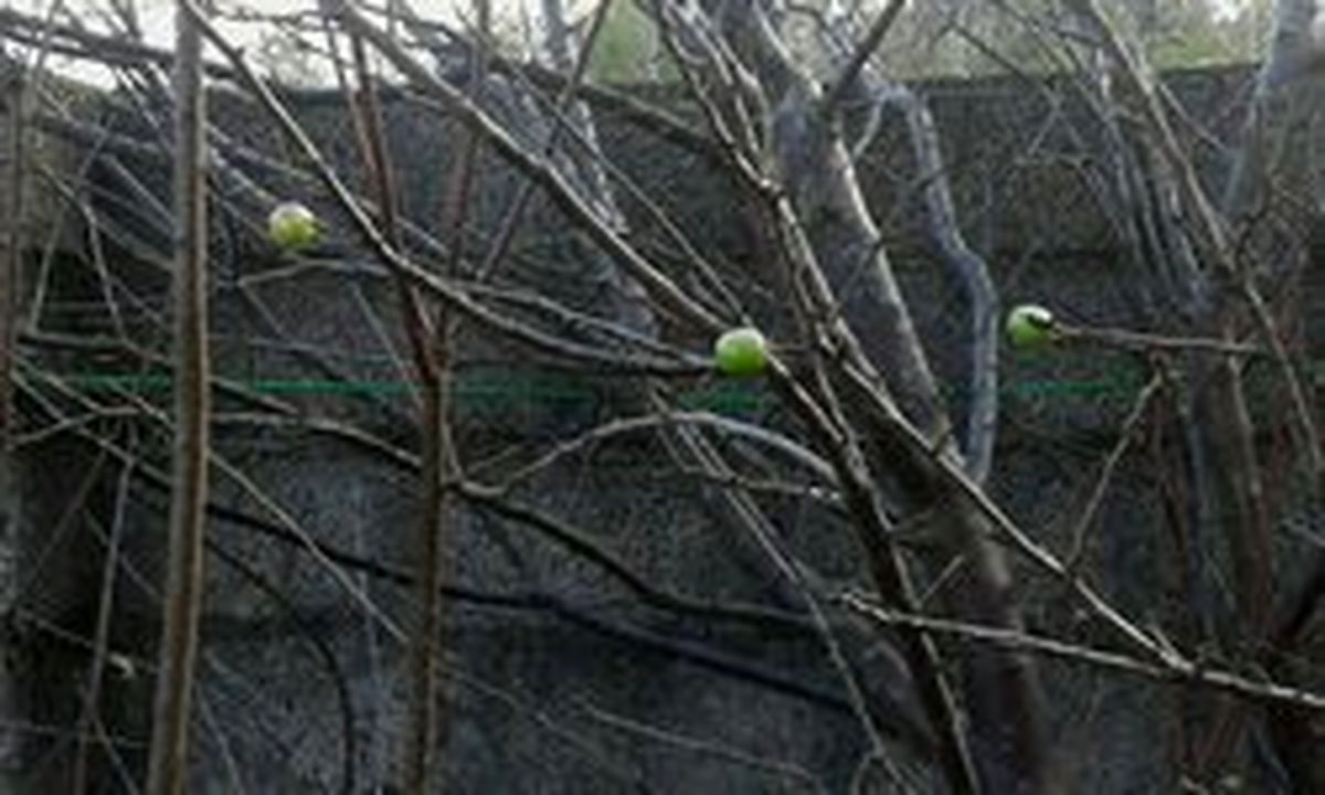 درختان گوجه سبز و هلو ‌فومن به بار نشستند! +عکس