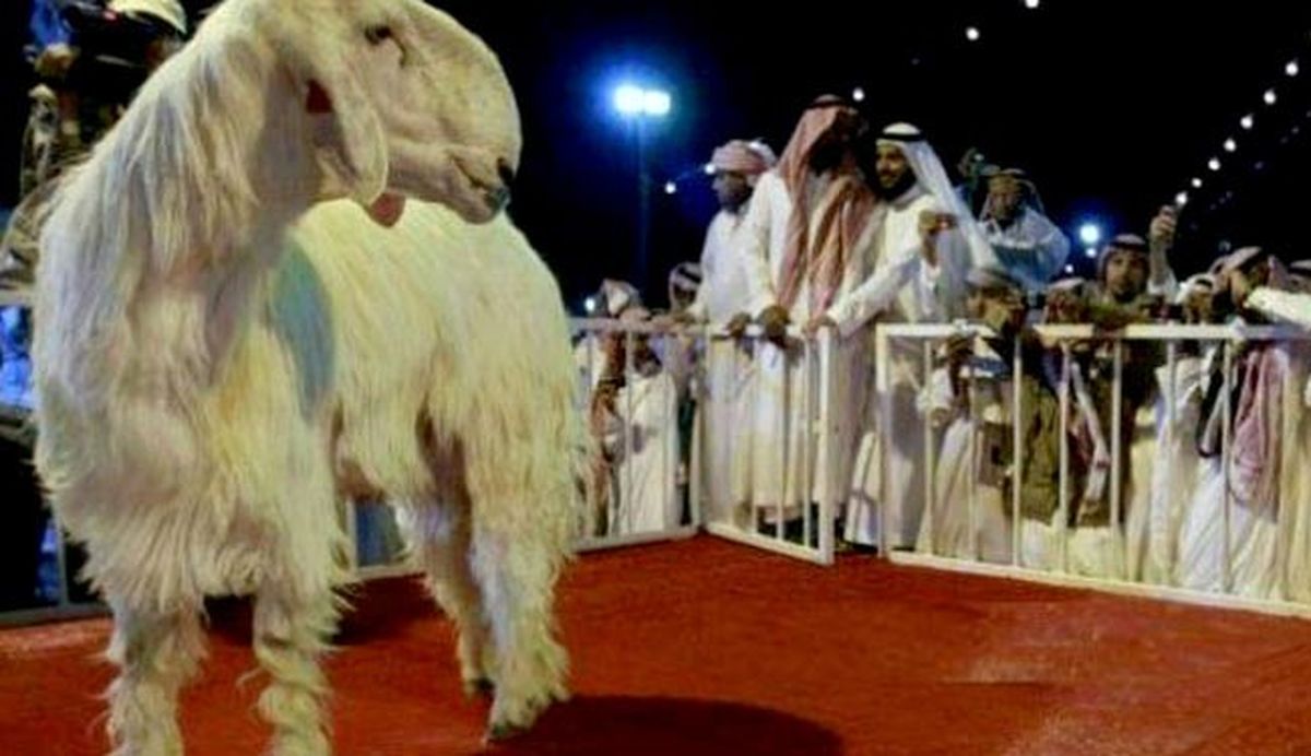 بز 80 هزار دلاری !