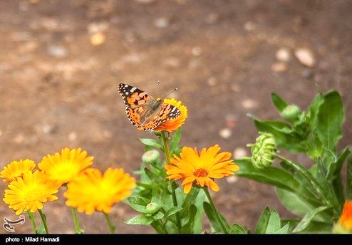 تصاویر: کرونا باعث شد تا زمین نفس بکشد