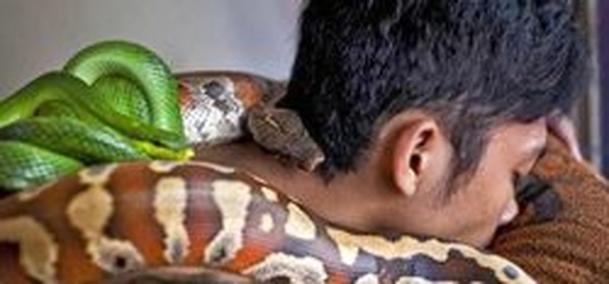 ماساژ با مارهای عظیم الجثه پیتون! +تصاویر
