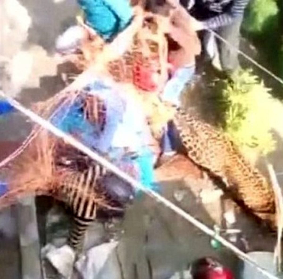 هراس مردم یک شهر از حضور یک پلنگ  +تصاویر