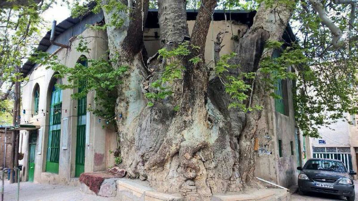 عکس: درخت چنار ١٥٠٠ساله در قم