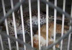 وضعیت رقت‌انگیز جانوران ارزشمند باغ وحش تبریز +تصاویر