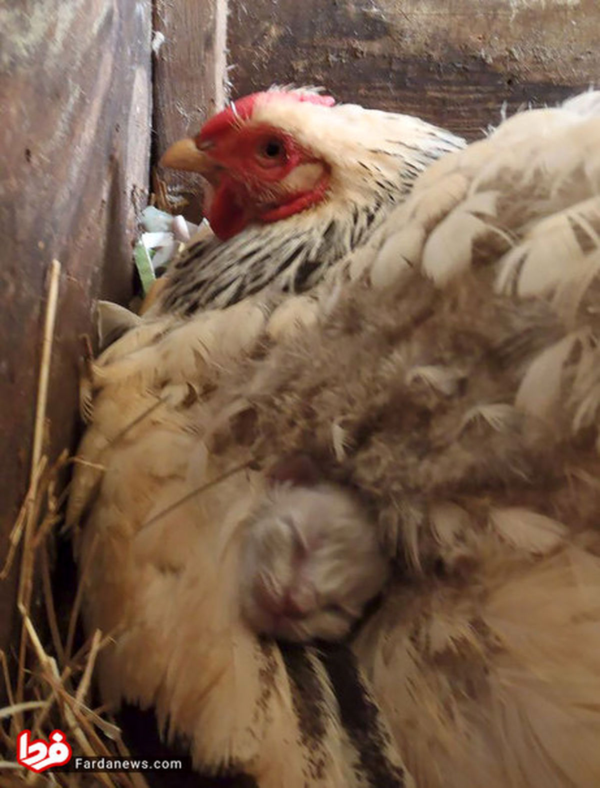 تصاویر: چرا مرغ‌ها بهترین مادران دنیا هستند؟