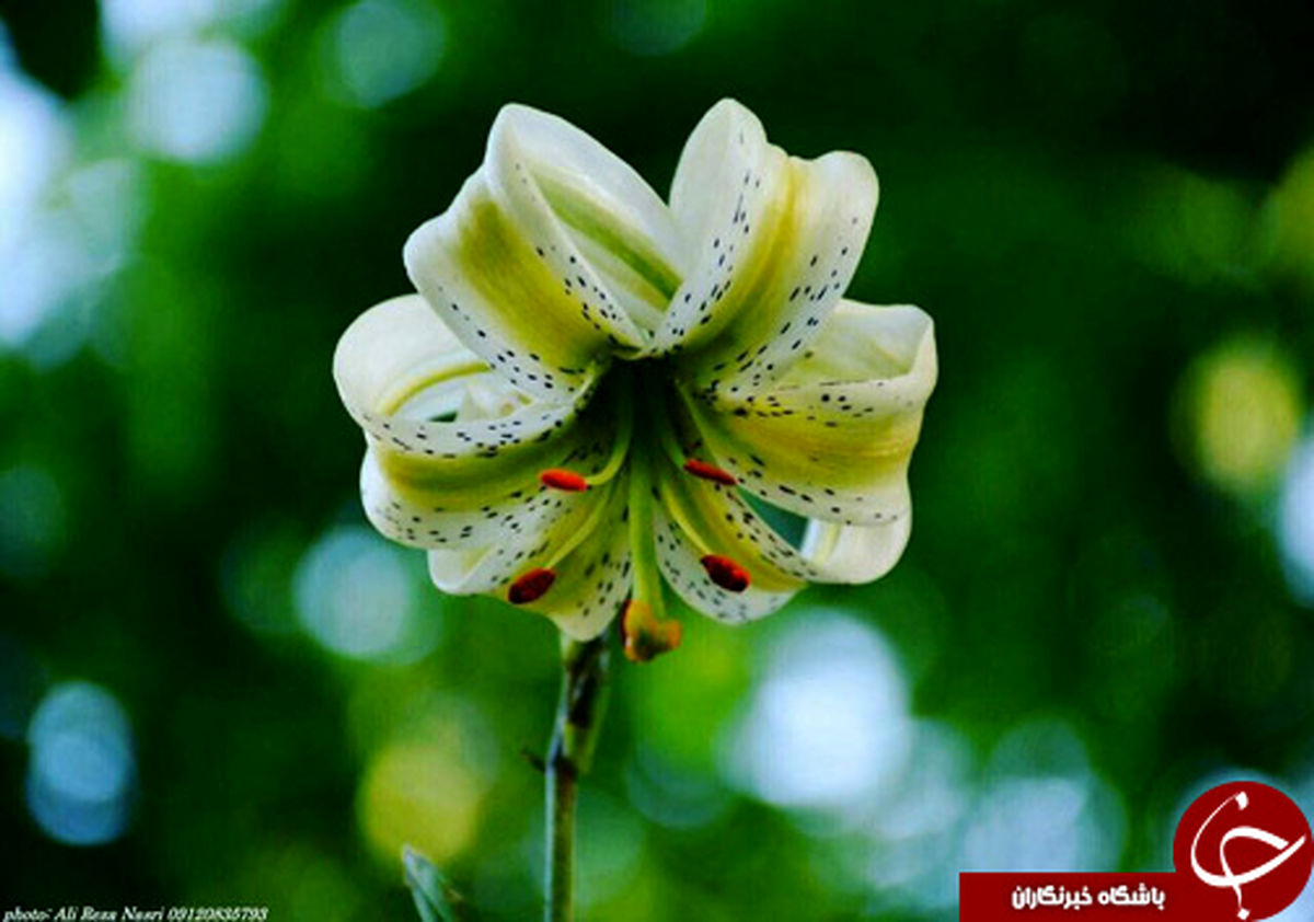 نادر‌ترین گل جهان در ایران! +عکس