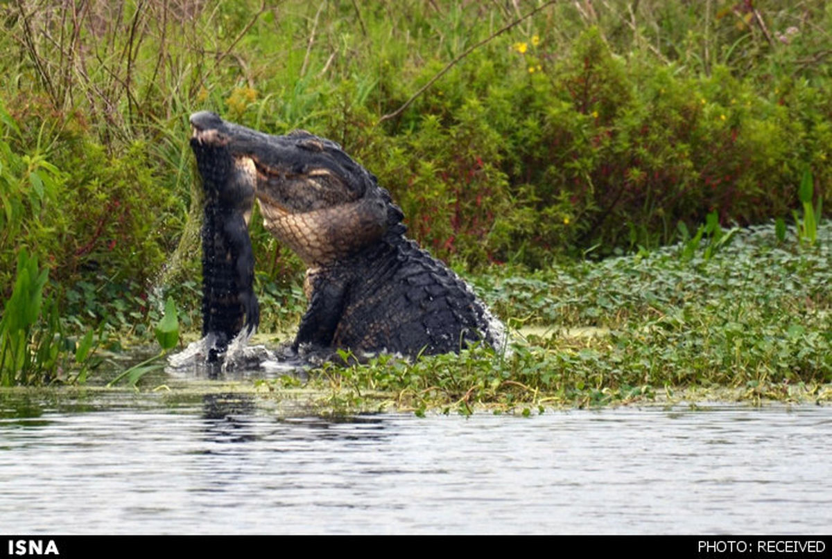 نبرد دو تمساح/ تصاویر