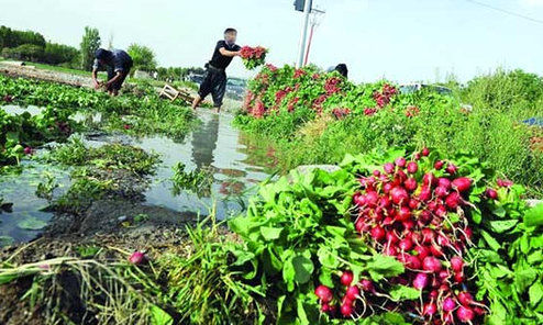 چرایی افزایش قیمت سبزی