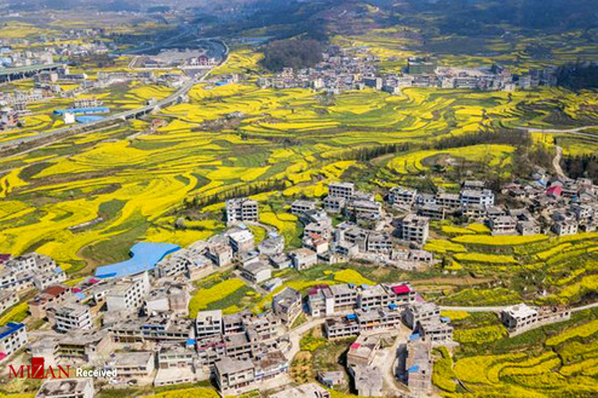 تصاویر: دشت کلزا در چین
