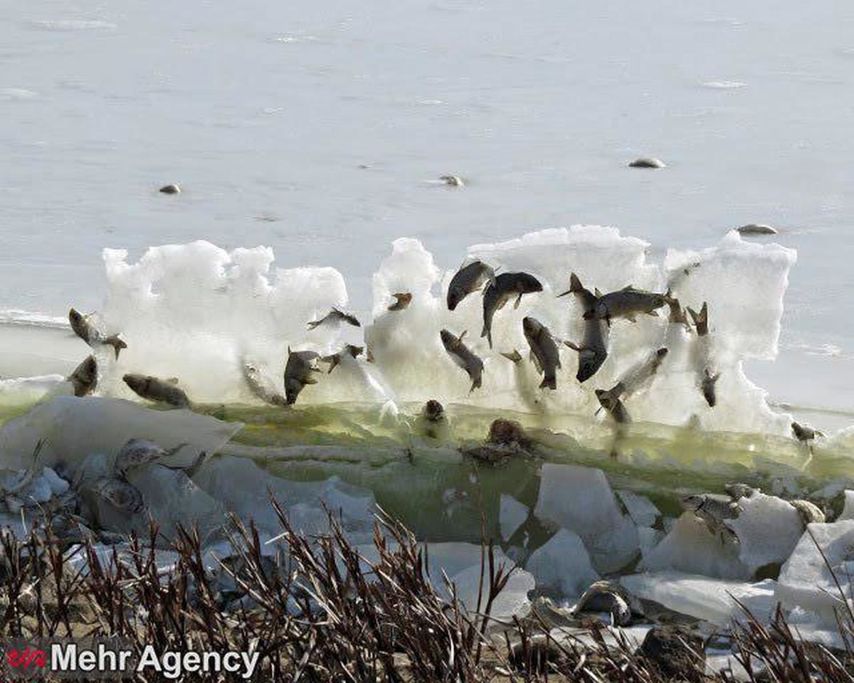 تصویری عجیب از یخ زدن ماهی‌ها