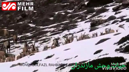 فیلم: گله کل و بز در مناطق حفاظت شده البرز مرکزی