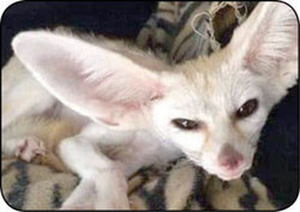 روباه وقتی گیاه خوار شود! +عکس