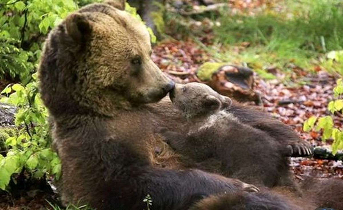 عکس / مهر مادری