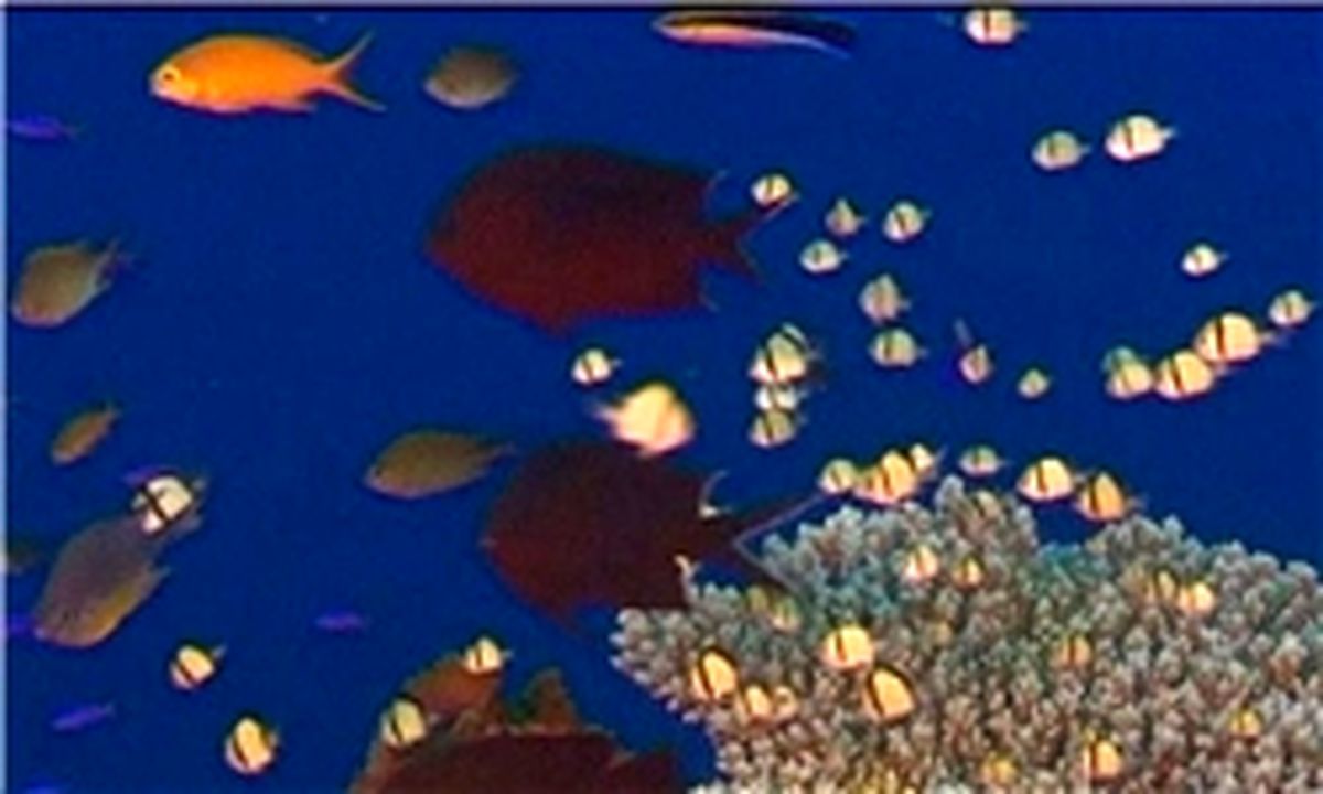 چاپ سه بعدی صخره‌های مرجانی/عکس