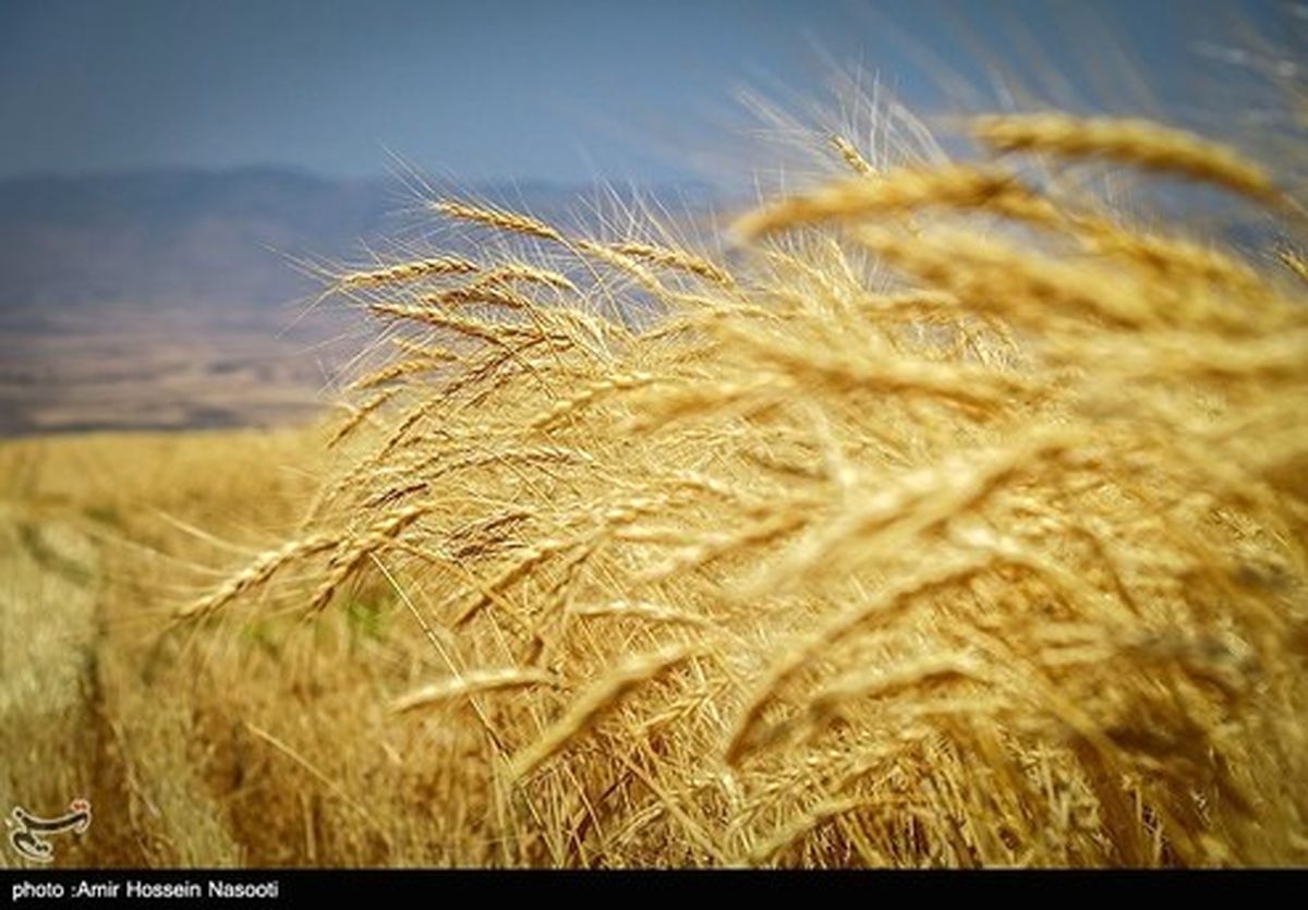 تصاویر: برداشت خوشه‌های طلایی