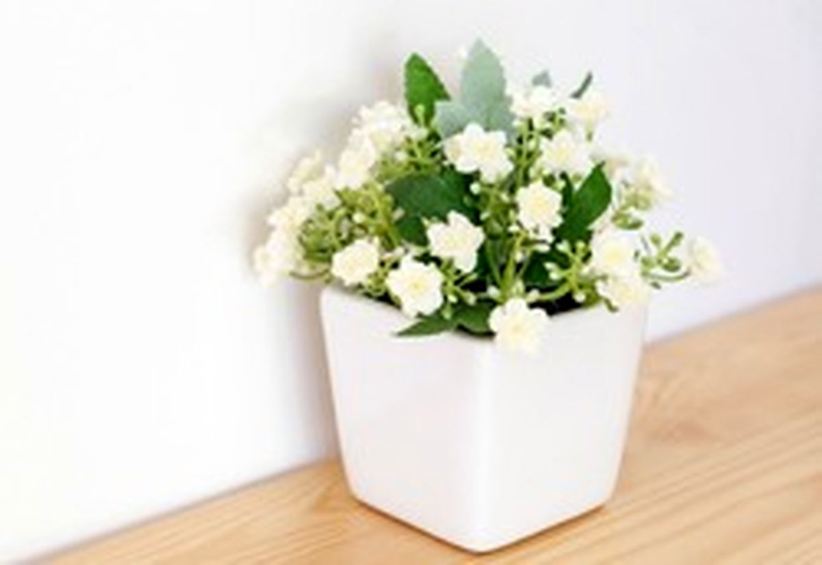 ۵ گیاه مخصوص اتاق خواب برای تجربه یک خواب عمیق