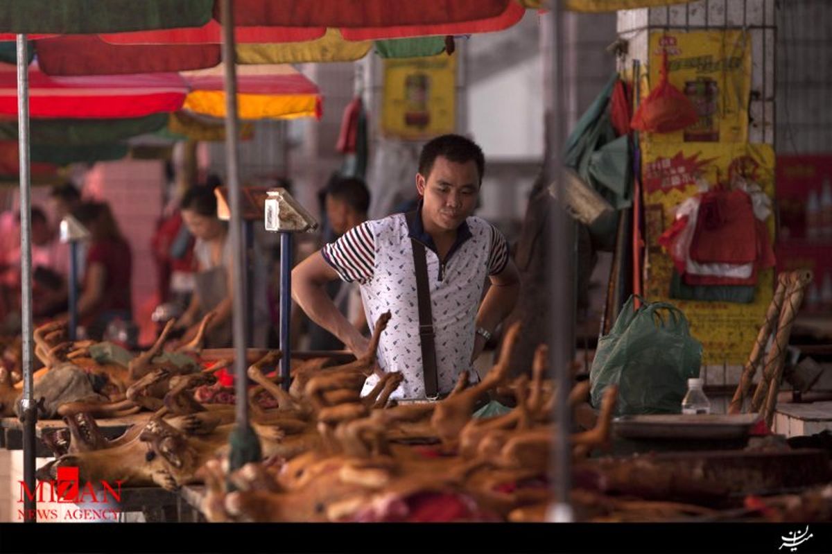 درخواست فعالان چینی برای پایان سگ کشی! +تصاویر(16+)