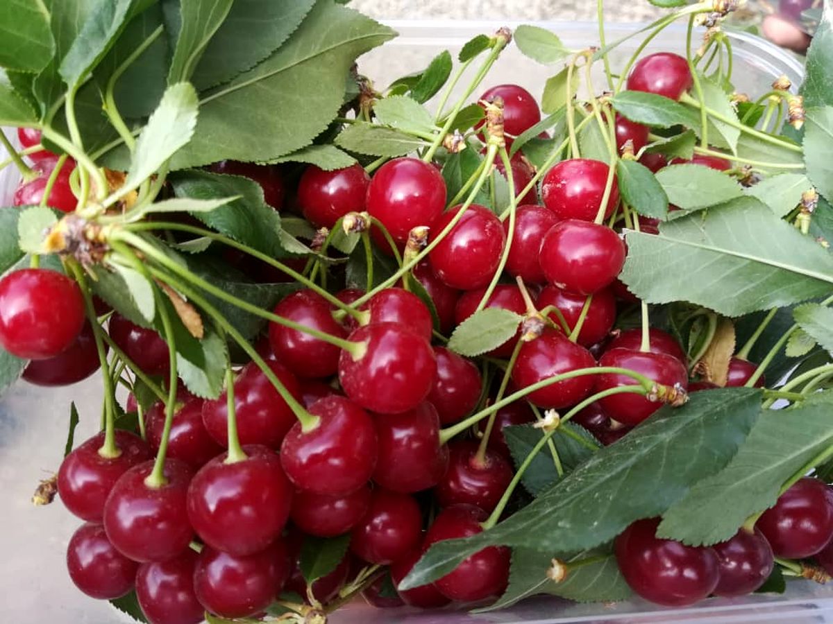 فواید شیرین یک میوه ترش برای قلب