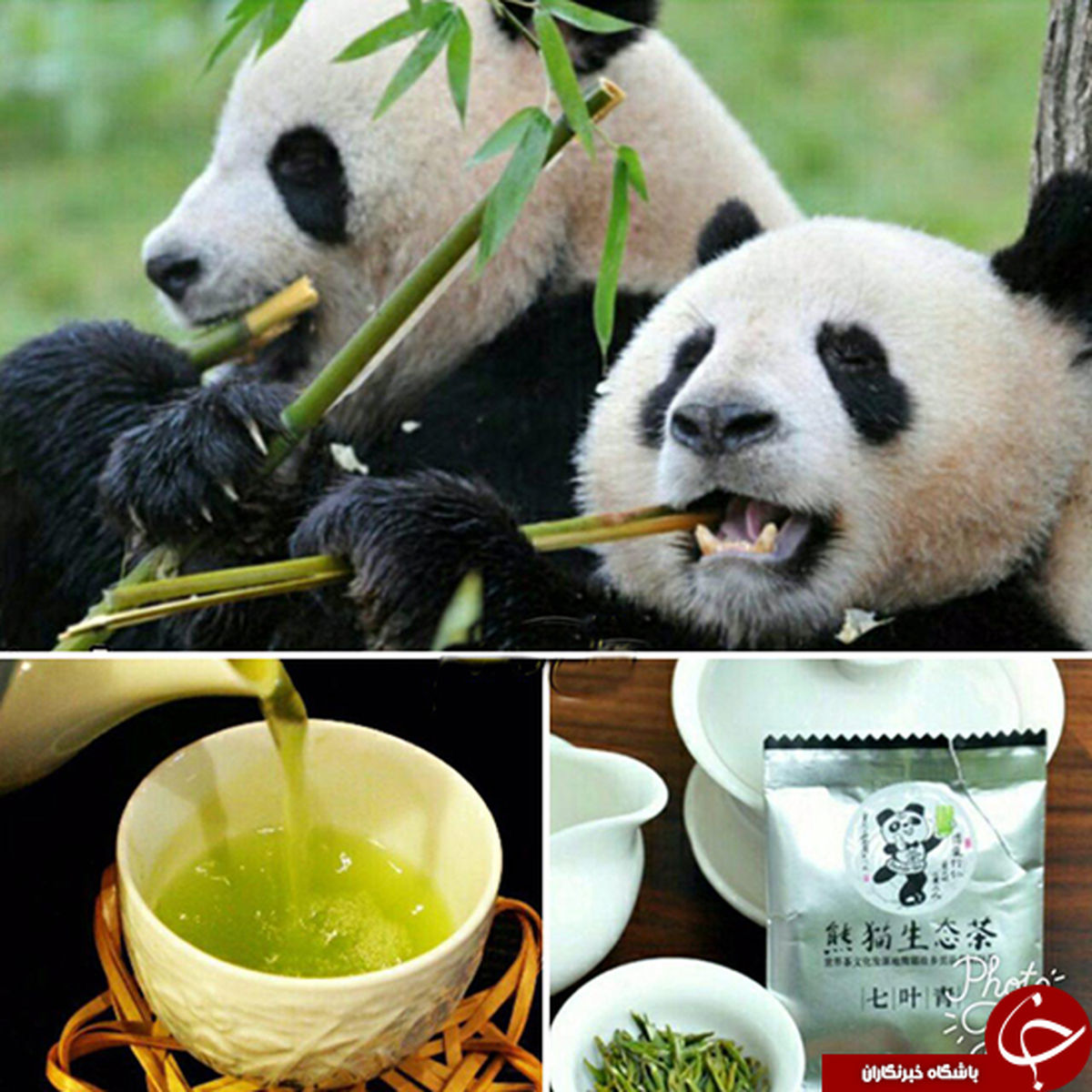 شاید باور نکنید گرانترین چای جهان از مدفوع پانداست! +عکس