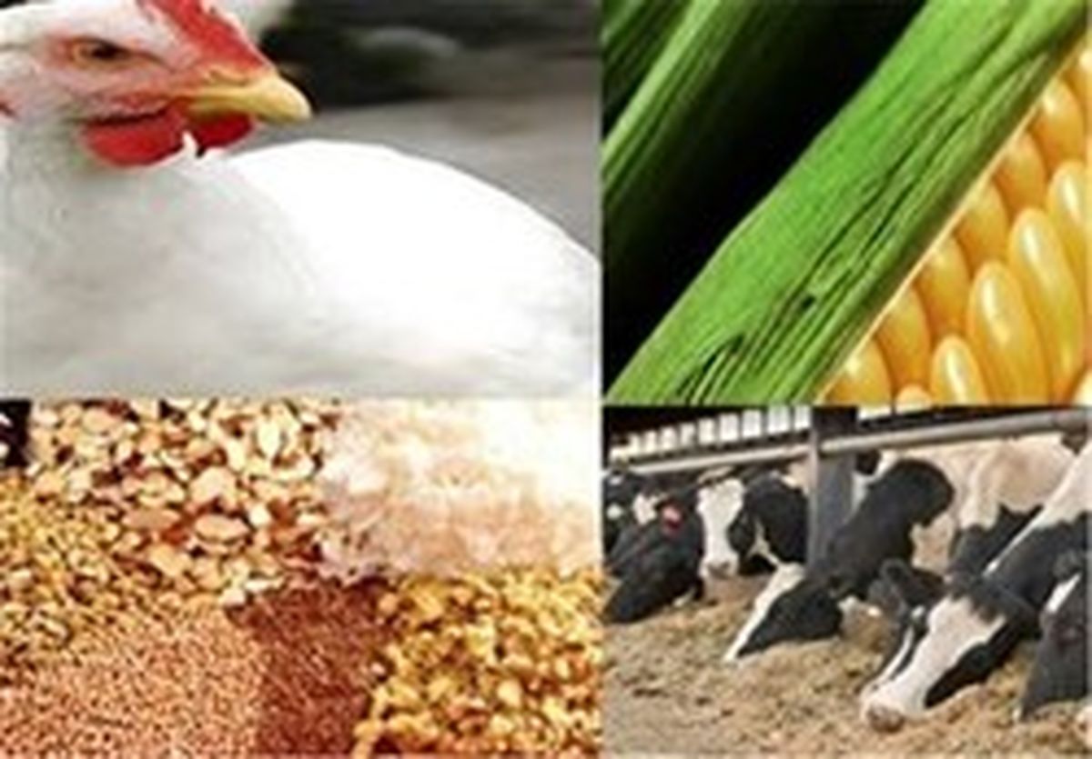 پرداخت یارانه ارزی خوراک دام و طیور از هفته آینده +سند
