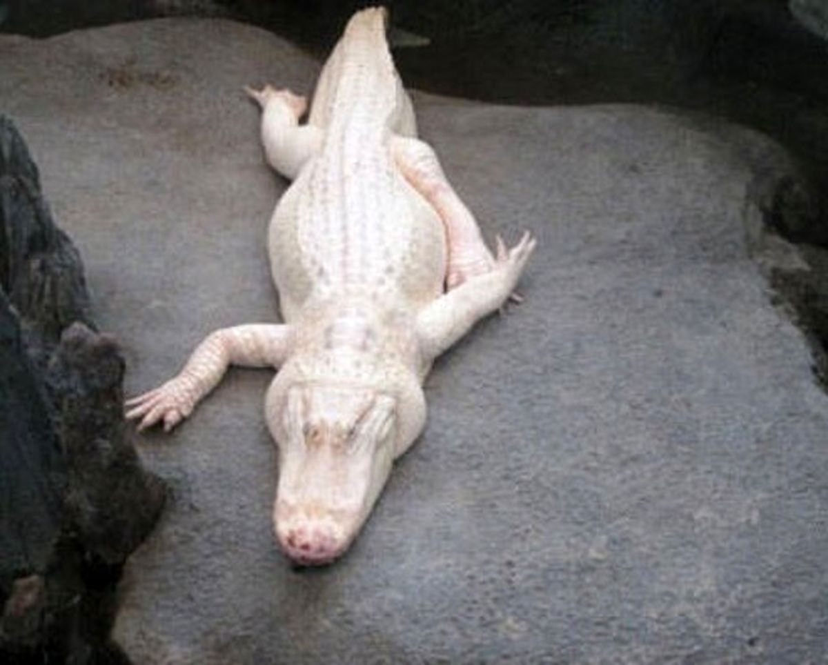 زیباترین تمساح جهان +عکس