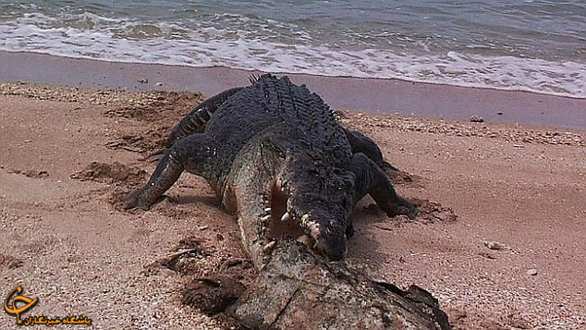 تمساح لاک، لاک پشت را خرد کرد/تصاویر