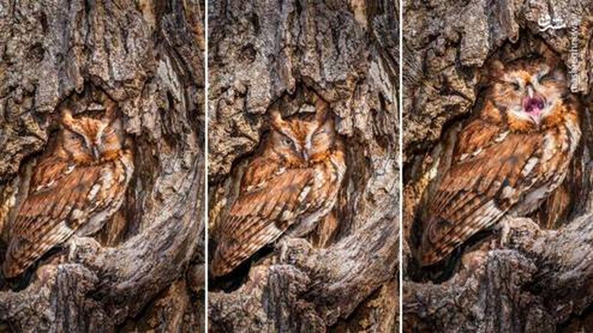 خمیازه جغد را تا به حال دیده بودید؟ +عکس