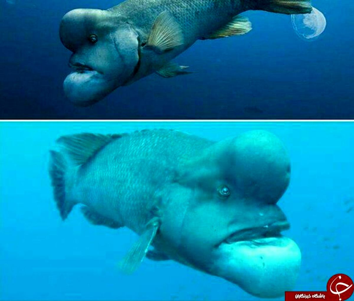 عکس: ماهی سر گوسفندی