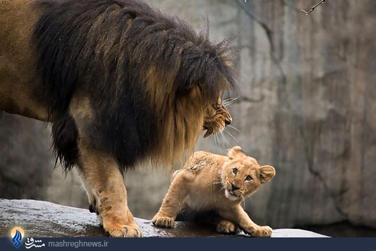 لحظه برخورد شیر با فرزندش/تصاویر