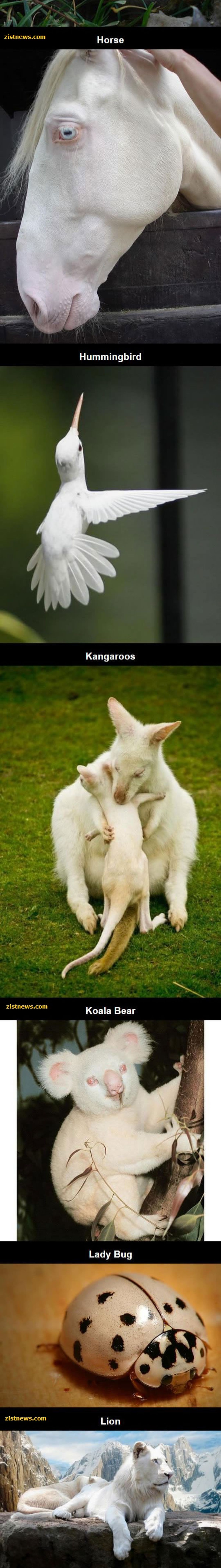 لباس سفید!/عکس