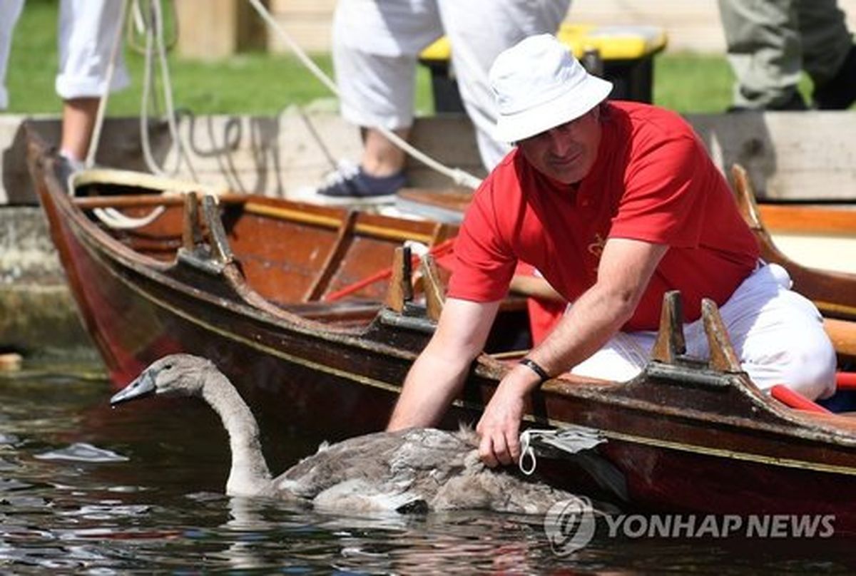 تصاویر: سنت عجیب و قدیمی در انگلیس؛ سرشماری قوها!