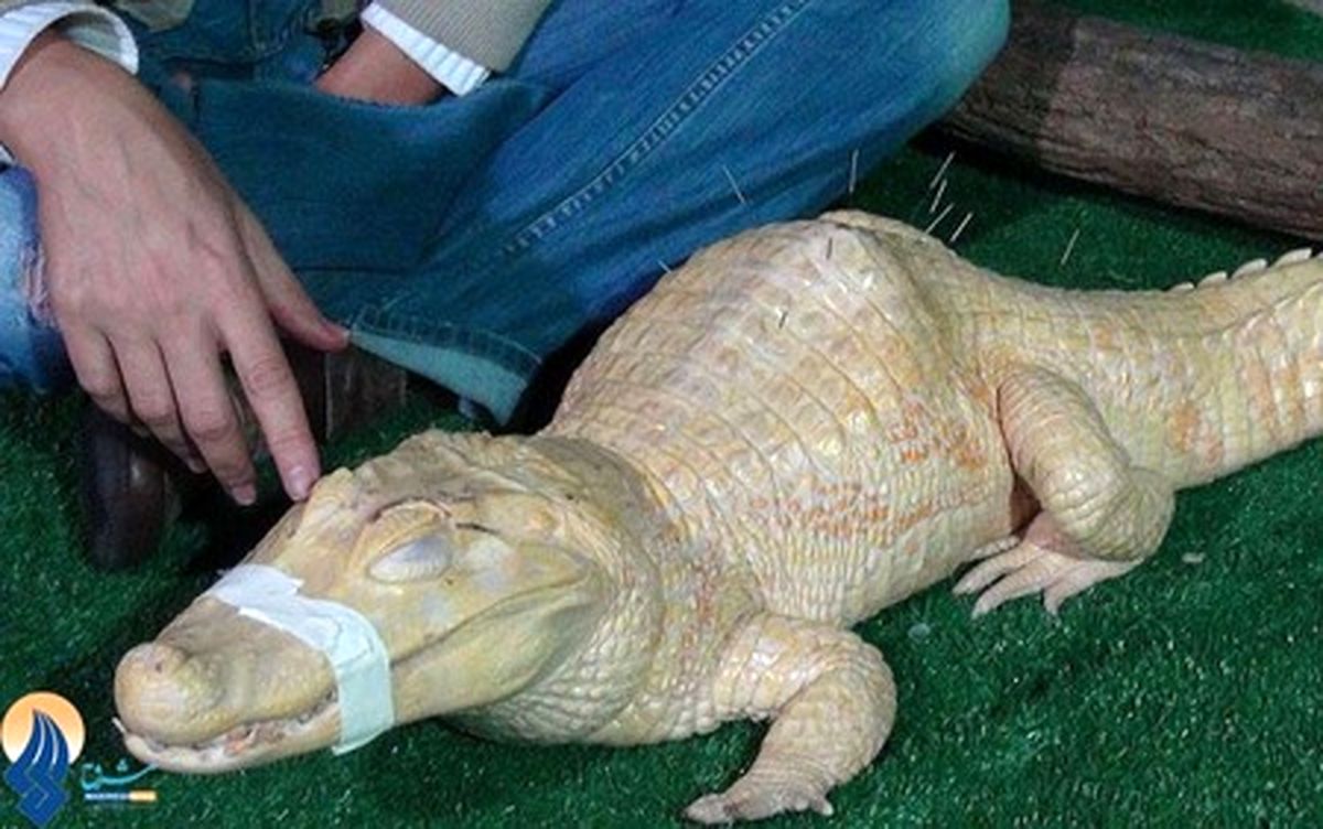 درمان تمساح با طب سوزنی!/عکس