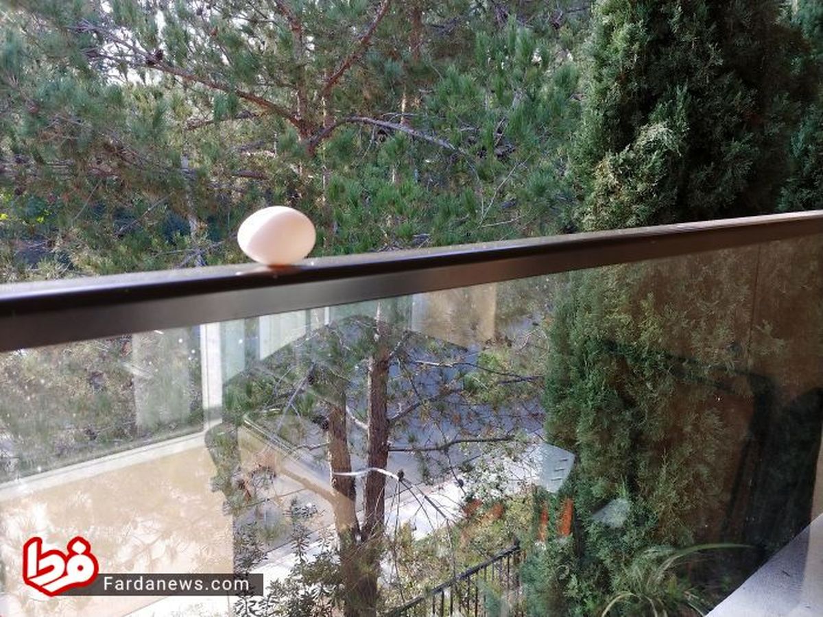 عکس: مهارت عجیب یک پرنده در تخم گذاشتن!