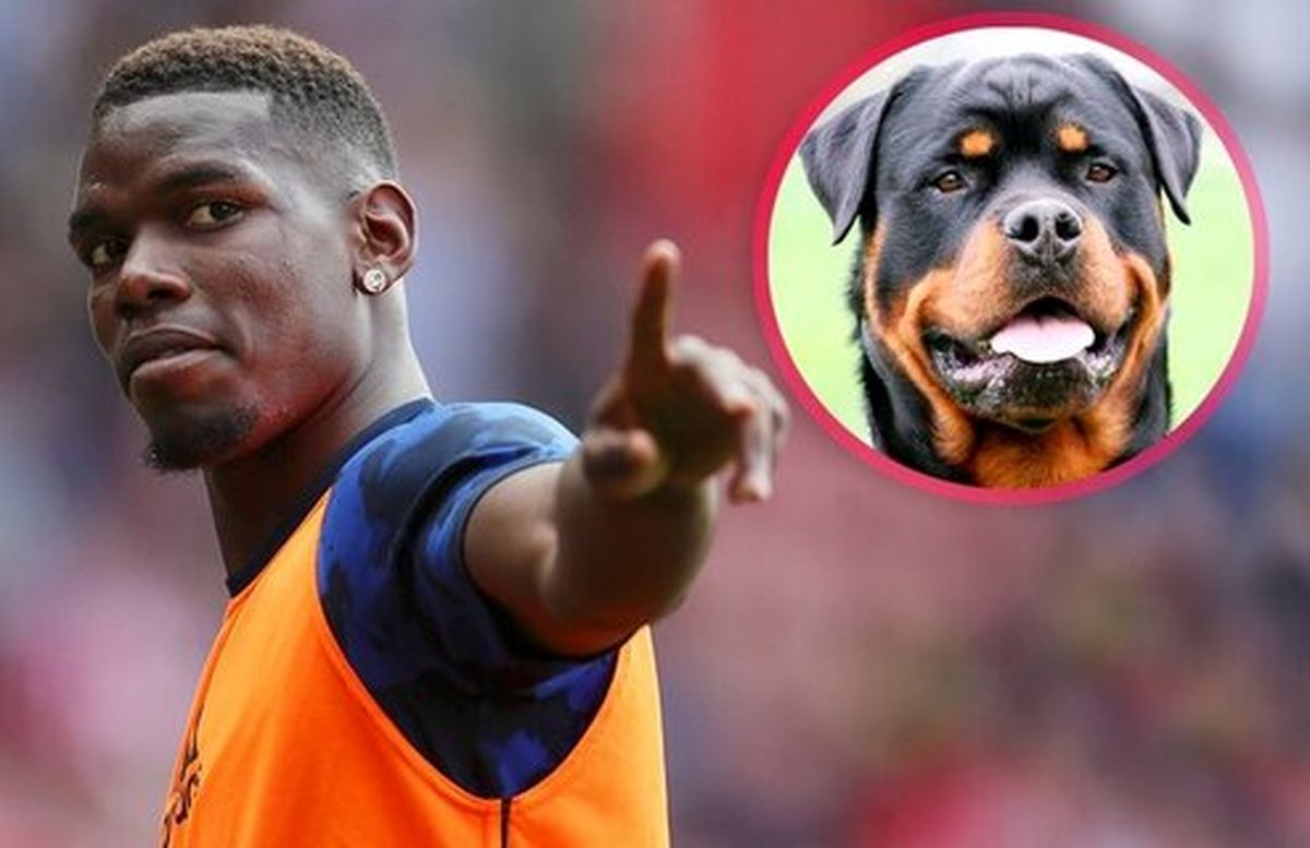 هزینه نجومی فوتبالیست معروف برای خرید سگ +عکس