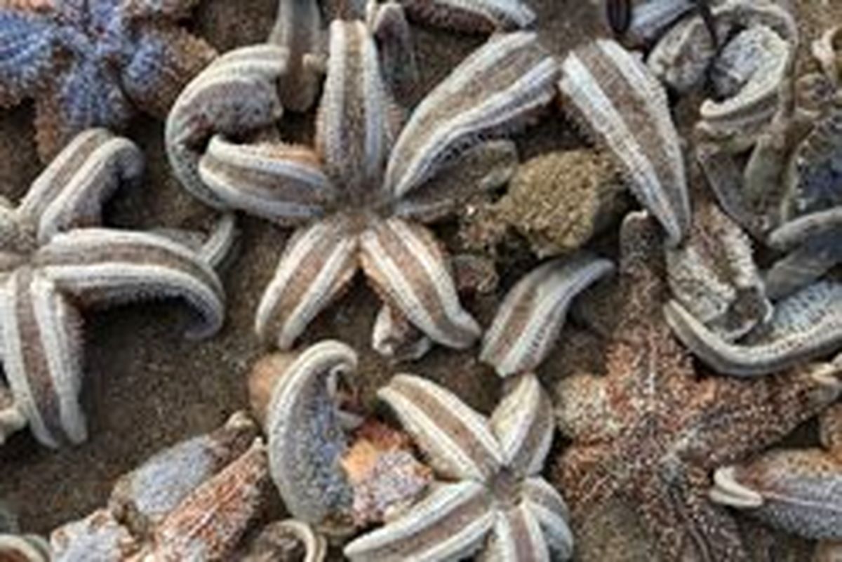 مرگ هزاران ستاره دریایی در طوفان انگلیس +تصاویر