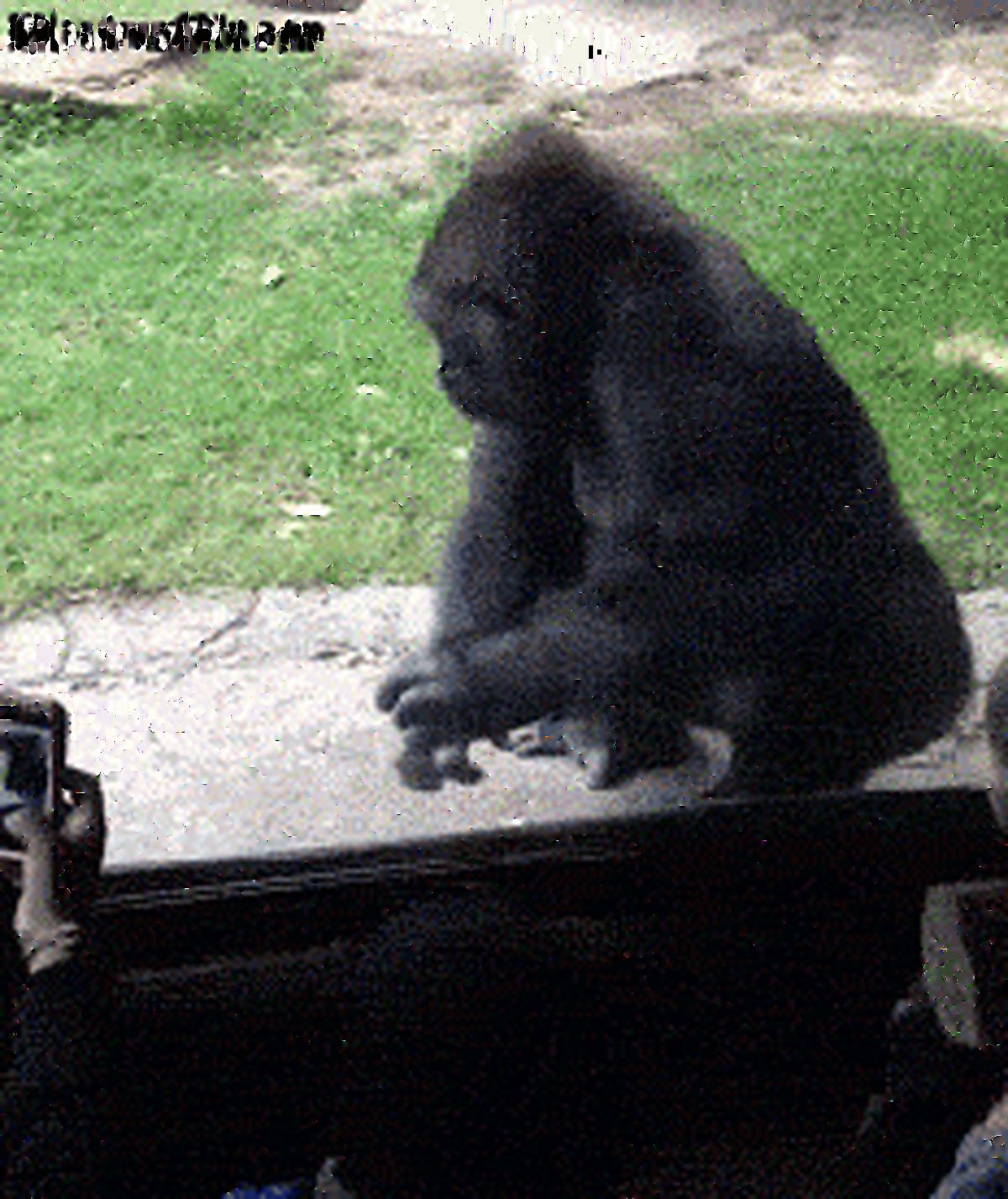 تصویر متحرک/ شوخی با گوریل