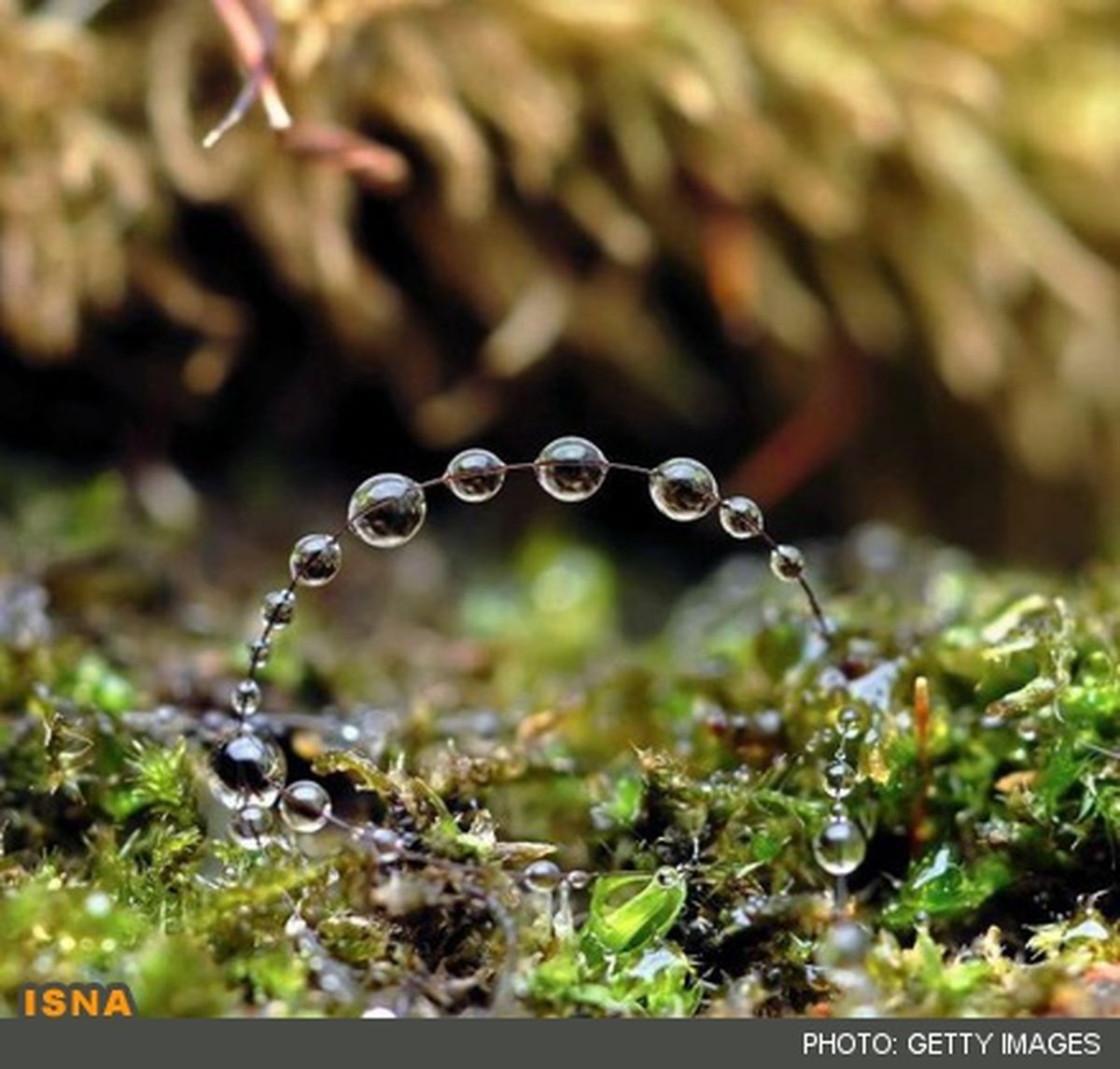 تصاویر/دنیای شگفت انگیز  قطرات آب