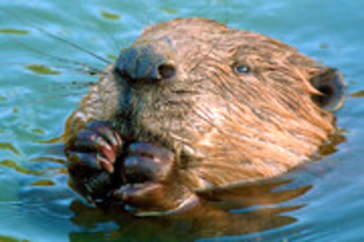 فیلم: تصاویری نایاب از مشت زنی دو سگ آبی!