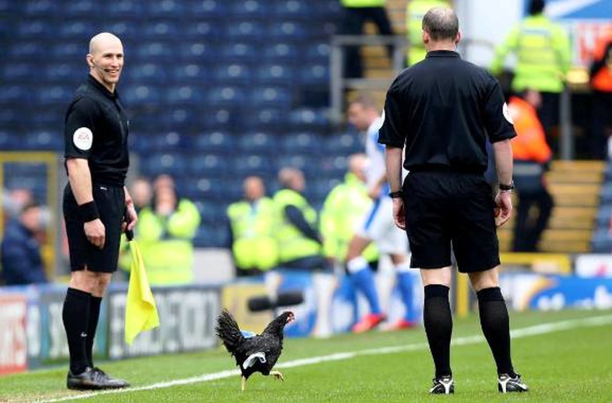 یک مرغ میهمان ویژه لیگ انگلیس/عکس