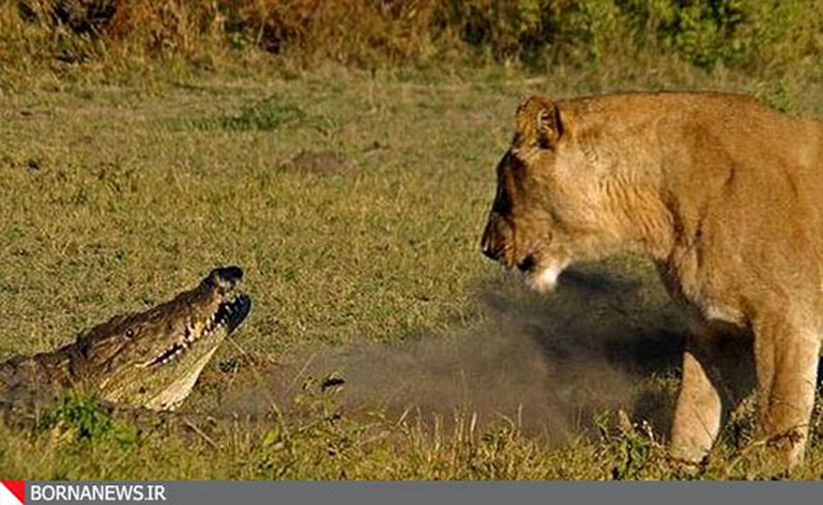 عکس/ جدال تمساح و شیر