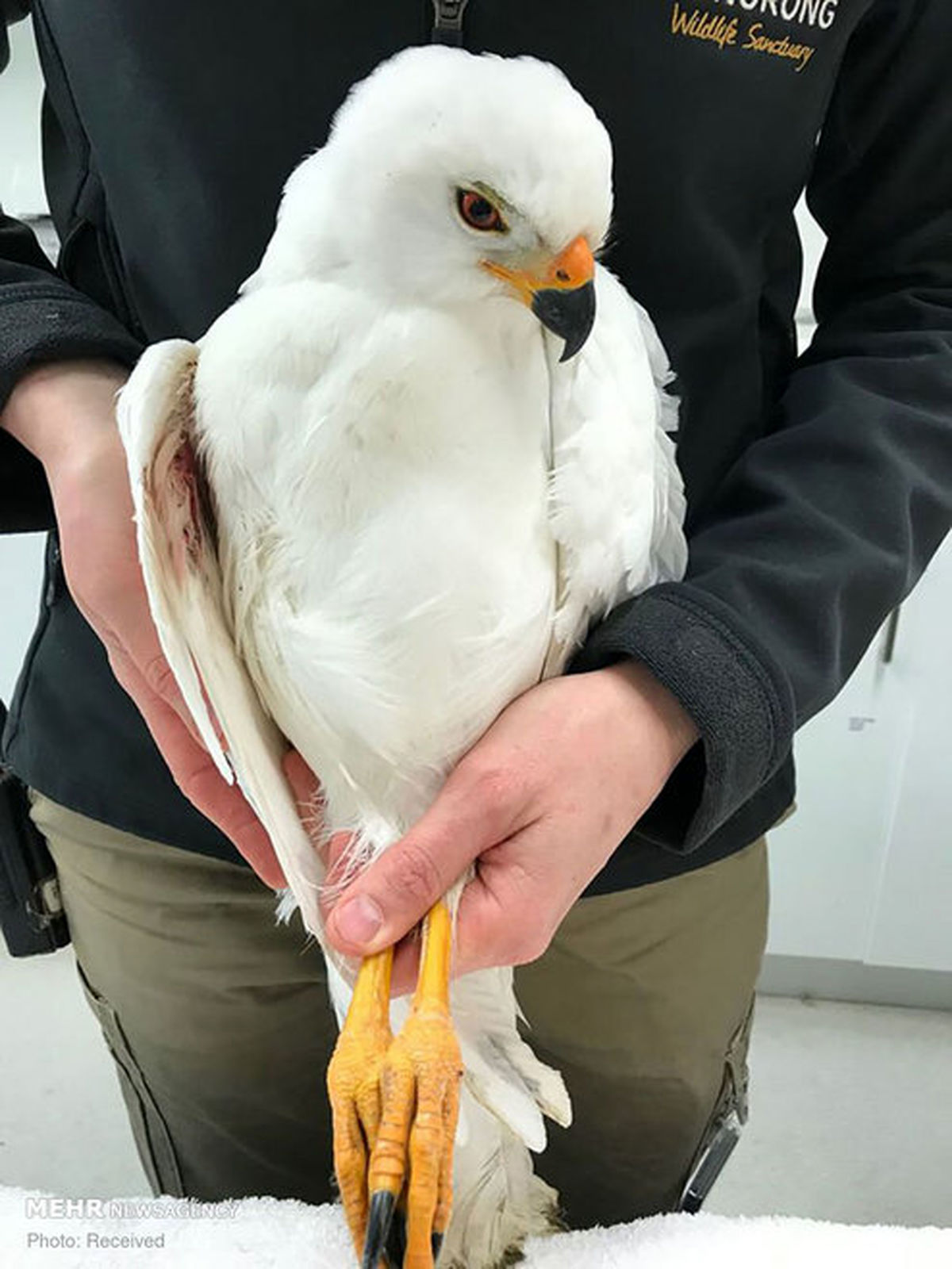 تصاویر: حیوانات نجات یافته از آتش در استرالیا