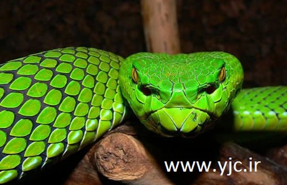 افعی سبز/عکس